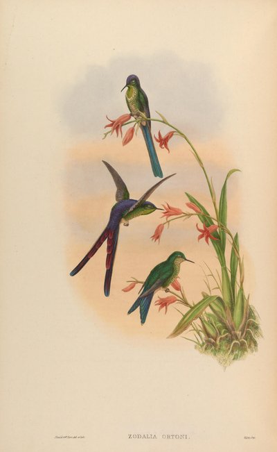 Zodalia ortoni = Lesbia victoriae - John Gould